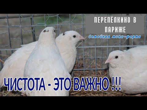 Видео: ЧИСТОТА В ПЕРЕПЕЛЯТНИКЕ   ЭТО ВАЖНО !