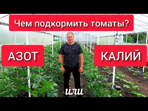 Видео: Чем подкормить томаты: азот или калий?