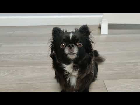 Видео: Щенки чихуахуа 12.09.2022
