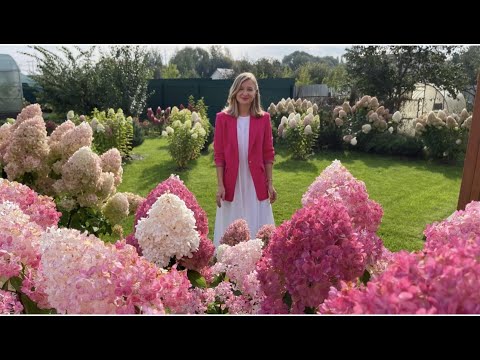 Видео: EXCLUSIVE  "ЖИВОЙ КАТАЛОГ МЕТЕЛЬЧАТЫХ ГОРТЕНЗИЙ"                   Hydrangea paniculata