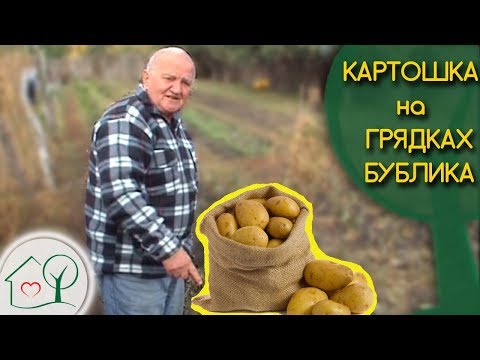 Видео: Бублик Б. А. Картошка на грядках 🍠/ Огород без хлопот 👍