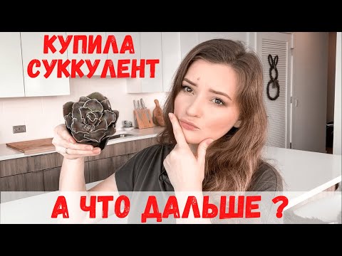 Видео: Что делать с суккулентом после покупки | Пересадка суккулентов