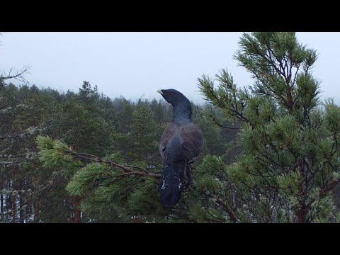 Видео: Ветка ловит глухарей и облаивает лося.  Промысловые неурядицы.