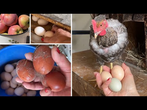 Видео: Куры перестали нестись Что делать?!