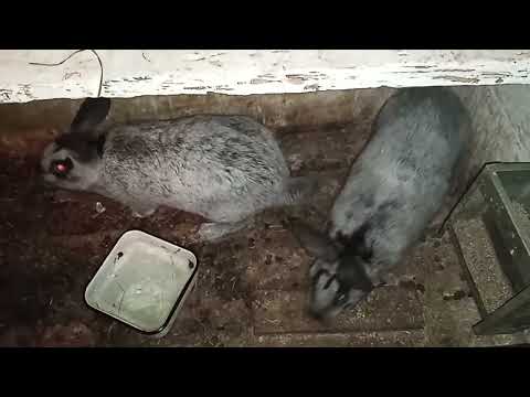 Видео: Ответ на вопрос в коментарии- вес крола и кролихи полтавское серебро.