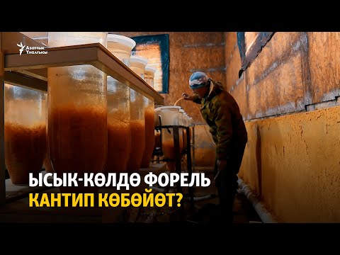 Видео: Ысык-Көлдө форель кантип көбөйөт?