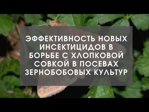 Видео: Эффективность новых инсектицидов в борьбе с хлопковой совкой в посевах зернобобовых культур
