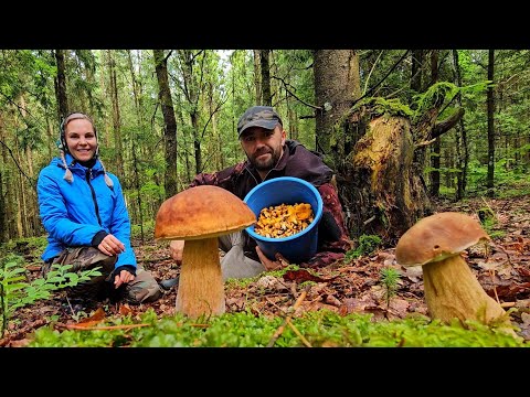 Видео: Дары лесов около деревни. Вдохновение, переосмысление и немного про любовь.