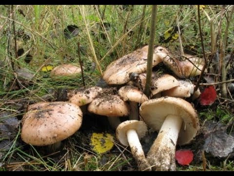 Видео: РЯДОВКА ТОПОЛЕВАЯ . ВЕШЕНКИ. НАЧАЛО ХОРОШЕГО УРОЖАЯ