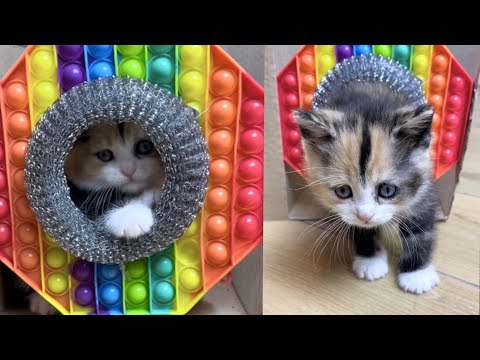 Видео: Построили ЛАБИРИНТ из КАРТОНА и ПОП ИТ  для СПАСЁННОГО КОТЁНКА 😱 Кот Миллион