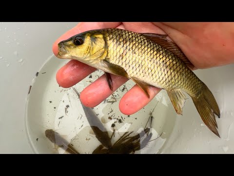 Видео: Рыбная ловушка в весенней реке в Японии. Гигантский карп, змееголовая рыба и раки.