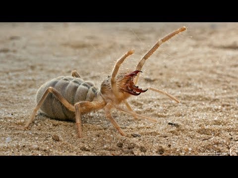 Видео: ПАУКИ В ДЕЛЕ! Паук против скорпиона, мыши, ящерицы, змеи