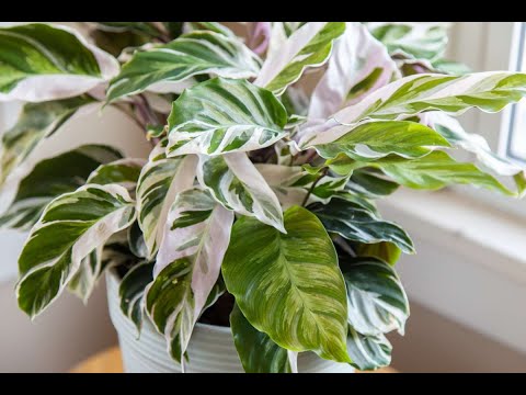 Видео: №19.. Калатея Фьюжн Вайт. Деление и пересадка. Неожиданная неприятность.