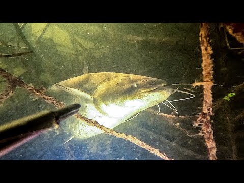 Видео: Во попал