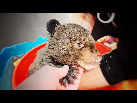 Видео: КРОШЕЧНЫЙ медвежонок получил ШАНС! Его жизнь НА ВОЛОСКЕ, но он очень ХОЧЕТ ЖИТЬ!