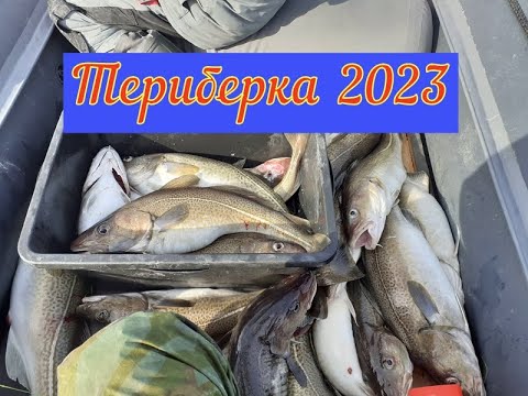 Видео: ТРЕСКА/ТЕРИБЕРКА 2023/