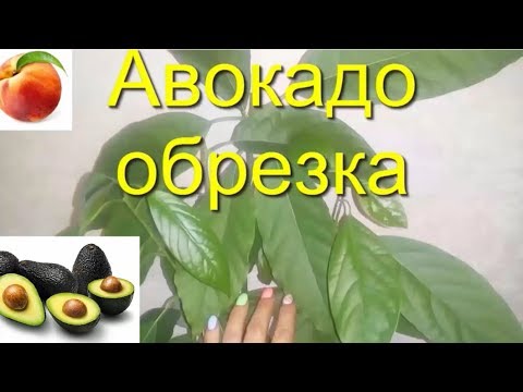 Видео: Авокадо дерево как вырастить дома Обрезка Сформировать дерево Avocados from seeds Persea americana