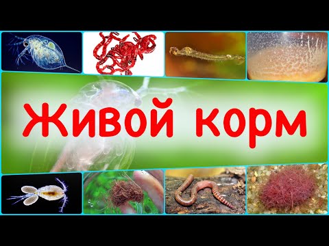 Видео: Живые корма для аквариумных рыбок. Стоит ли ими кормить?