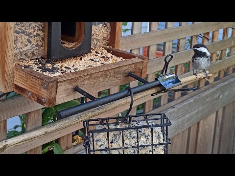 Видео: Годівниця онлайн 🐦🐿️ #bird #feeding #online #cam