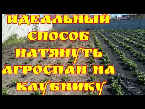 Видео: Идеальный способ натянуть агроспан на клубнику!