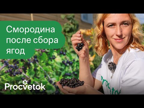 Видео: ТРИ ПРАВИЛА ЧЕРНОЙ СМОРОДИНЫ И КРЫЖОВНИКА ПОСЛЕ СБОРА ЯГОД! Закладываем урожай будущего года