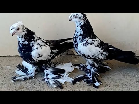 Видео: 27.Aprel чорсу каптар бозори👍