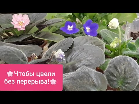 Видео: Опять много бутонов!!! Повторяй за мной!