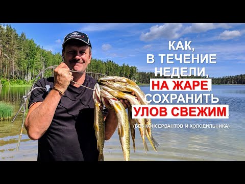 Видео: Как, с помощью вакууматора, сохранить пойманную рыбу. Без консервантов и холодильника.