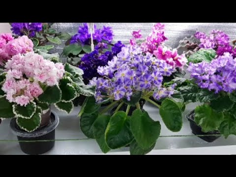 Видео: Обзор цветущей полки, октябрь/ часть 2