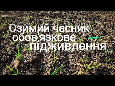 Видео: Щоб озимий часник не пожовтів | Комбінації різних підживлень