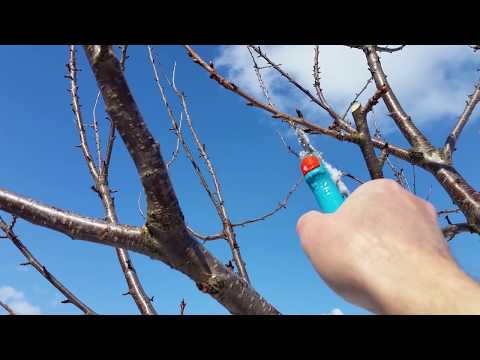 Видео: Просветляване на короната Череша Кайсия Слива Бадем Pruning cherry apricot