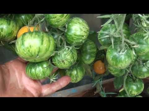 Видео: Томаты 2022 год Август 3 часть