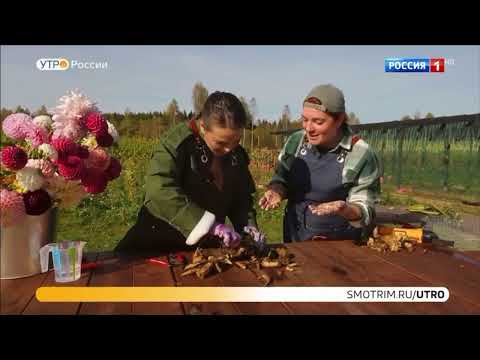 Видео: НЕСКОЛЬКО СПОСОБОВ ХРАНЕНИЯ ГЕОРГИНОВ