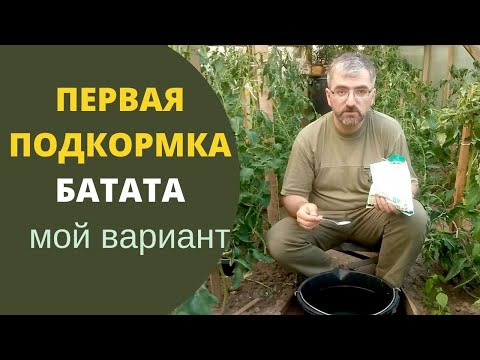 Видео: Батат подкормка. Мой вариант