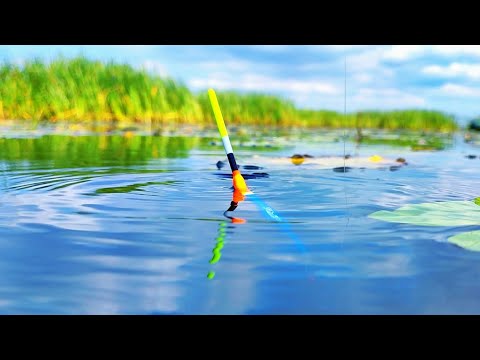 Видео: ДУМАЛ РЫБАЛКА А ТУТ ПРОМЫСЕЛ!!!  Осенняя рыбалка на поплавок.