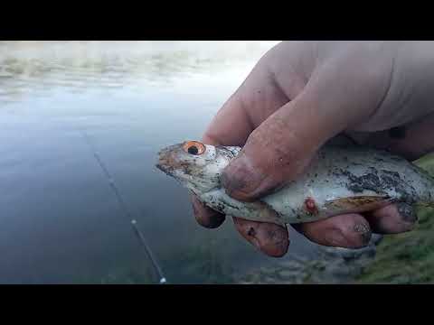 Видео: Рыбалка на Оби 13 июня.Уровень воды начал падать.