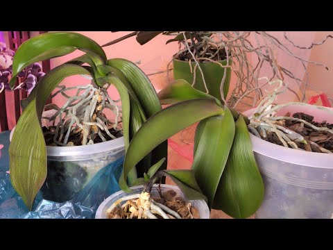 Видео: Новая партия орхидей ПОМЕРАШЕК. СЛАБЫЕ БОЛЬНЫЕ РАСТЕНИЯ.