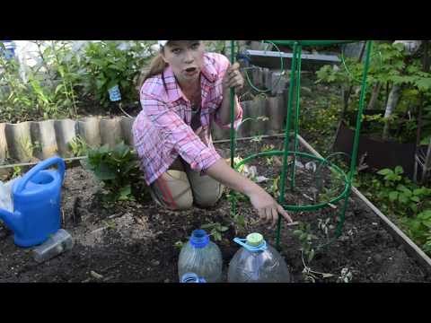 Видео: Кобея: посадка и уход