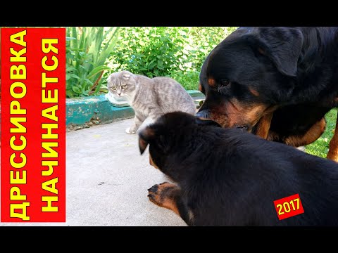 Видео: ЩЕНОК РОТВЕЙЛЕРА 2-3 МЕСЯЦА.С ЧЕГО НАЧИНАТЬ ВОСПИТАНИЕ СОБАКИ.