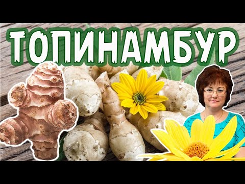 Видео: ТОПИНАМБУР, его ПОЛЬЗА  для организма ЧЕЛОВЕКА