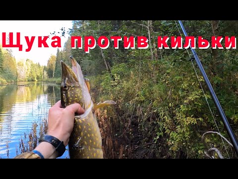 Видео: Взял кильку на рыбалку - проверяю рыболовные приметы. Рыбалка на таёжной реке. Охота на рябчика.
