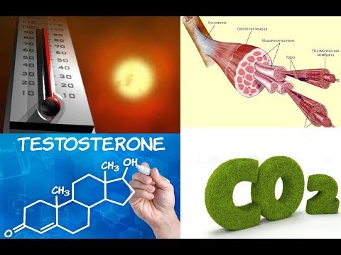 Видео: От чего растут мышцы. Гормоны и мышечные клетки. Тестостерон. Белки Теплового Шока