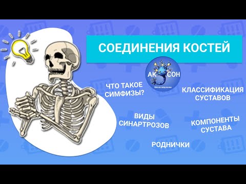 Видео: Соединения костей