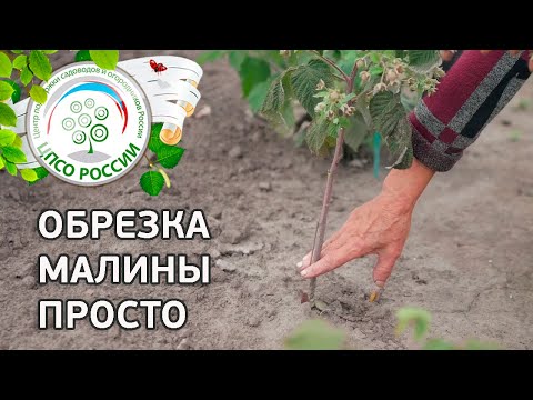 Видео: Обрезка ремонтантной малины. Как обрезать ремонтантную малину.