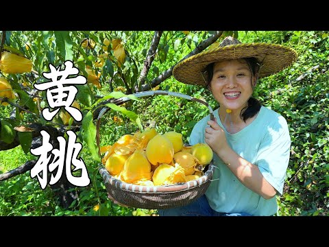 Видео: Желтые персики сладкие и крупные. Приготовьте 23 банки консервированных желтых персиков.