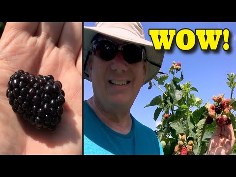 Видео: Я НАШЕЛ СЕКРЕТ ПРОИЗВОДСТВА BLACKBERRY - PRIME ARK FREEDOM BLACKBERRY