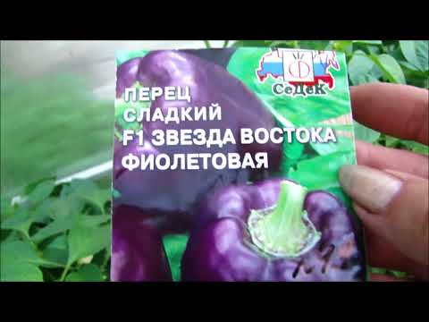 Видео: Какие перцы самые ранние и супер урожайные!