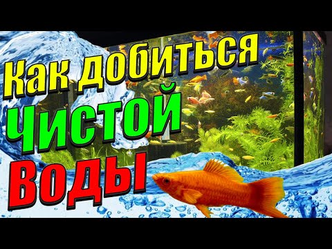 Видео: Мутная вода в аквариуме? Как добиться чистой воды в аквариуме [Как это получилось у меня]