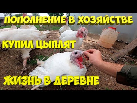 Видео: Пополнение в птичьем дворе . [Жизнь в деревне]