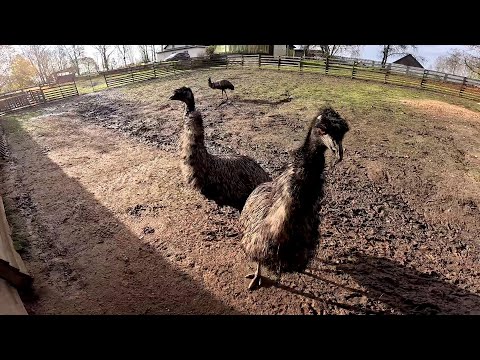 Видео: Не знаю как правильно сделать ... ! Корумушка для овец ! ХУТОР В ЛЕСУ №865